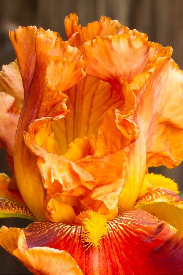 Iris Symphony Iris Symphony